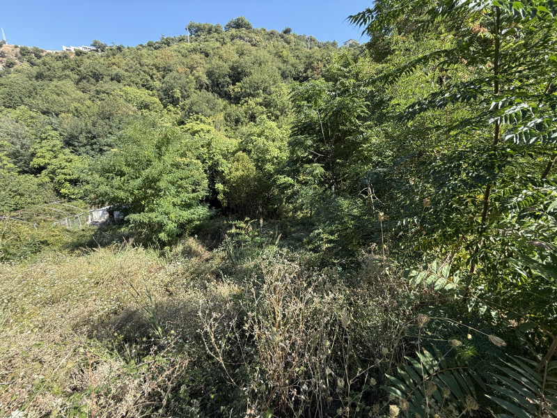 Jeftin plac u Nemiloj (Dubrava) u Herceg Novom