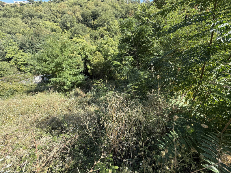 Jeftin plac u Nemiloj (Dubrava) u Herceg Novom