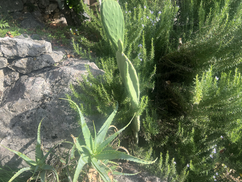 Kuca na Suscepanu sa pogledom na more