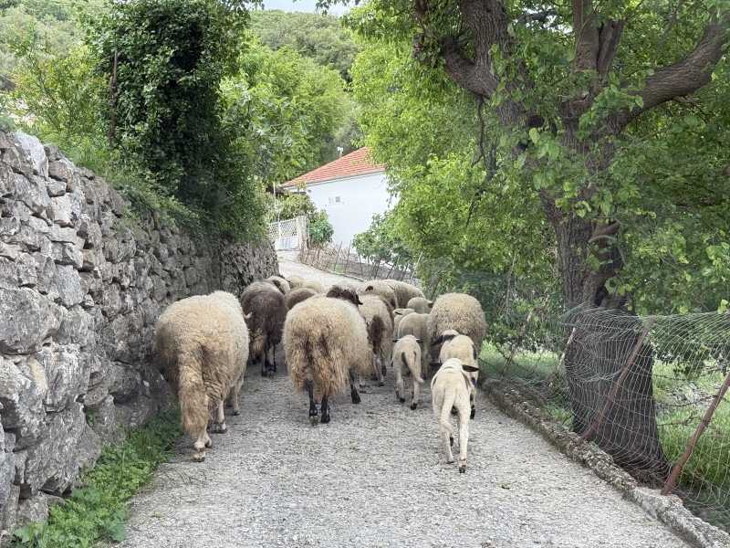 Placevi na Suscepanu po 50 e po m2