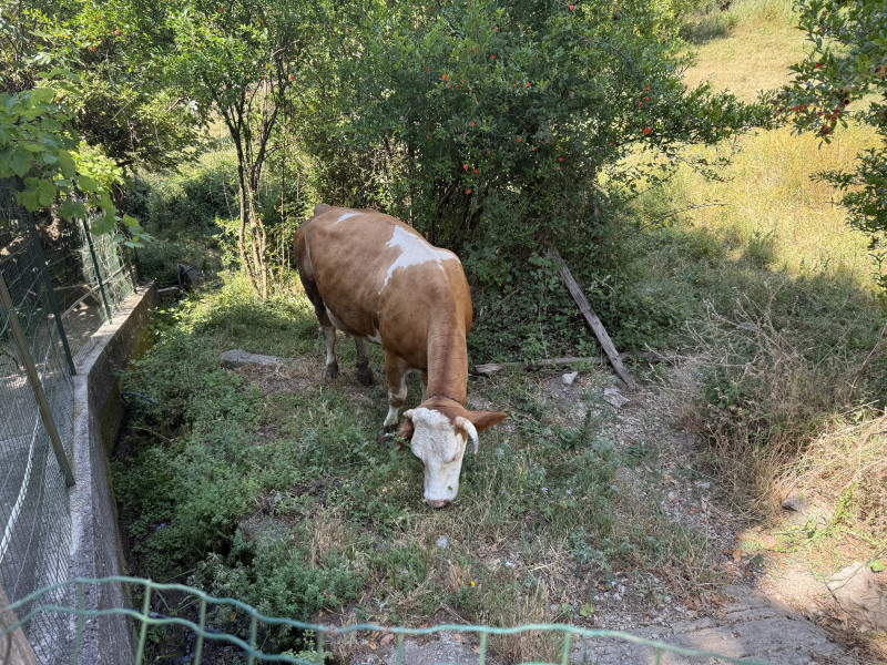 Placevi na Suscepanu po 50 e po m2