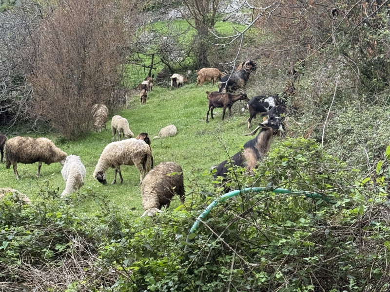 Placevi na Suscepanu po 50 e po m2